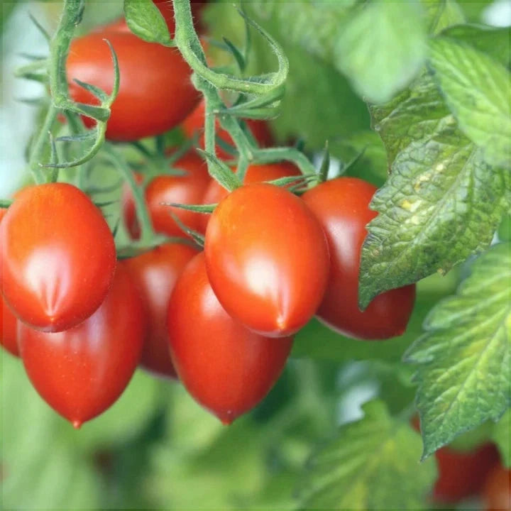 Seminte de Rosii "Roma", 7g