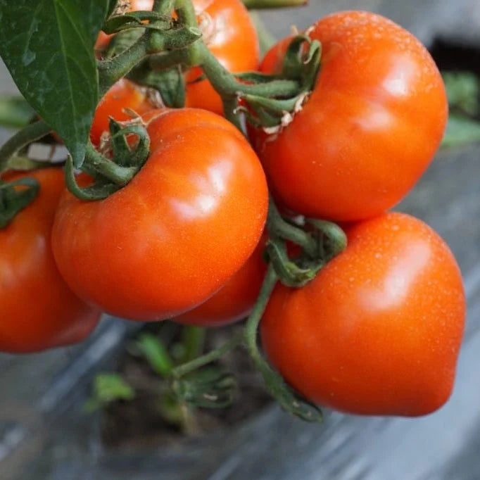 Semințe de Roșii "Zaraza" , 0,5g