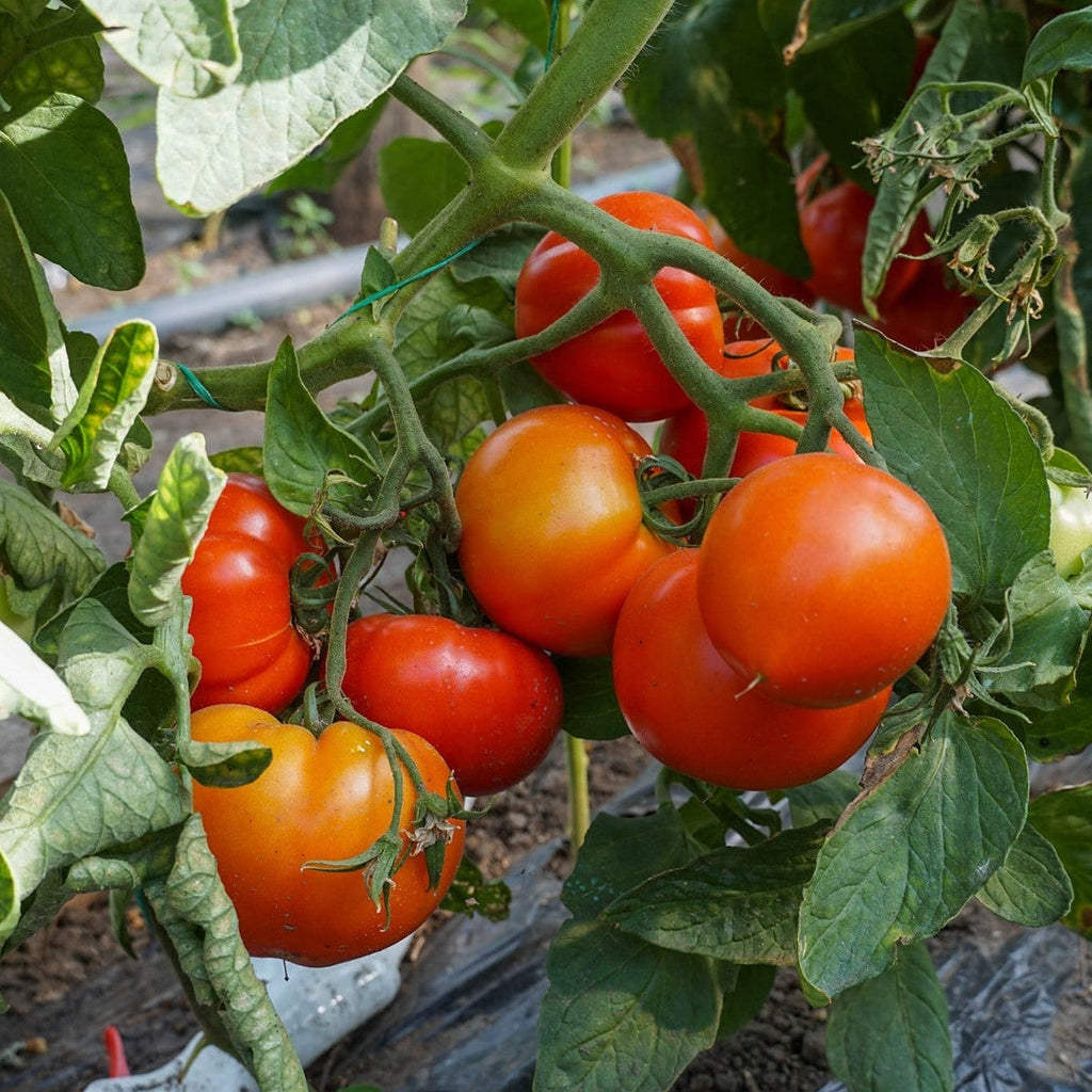 Seminte de Rosii "Zaraza"