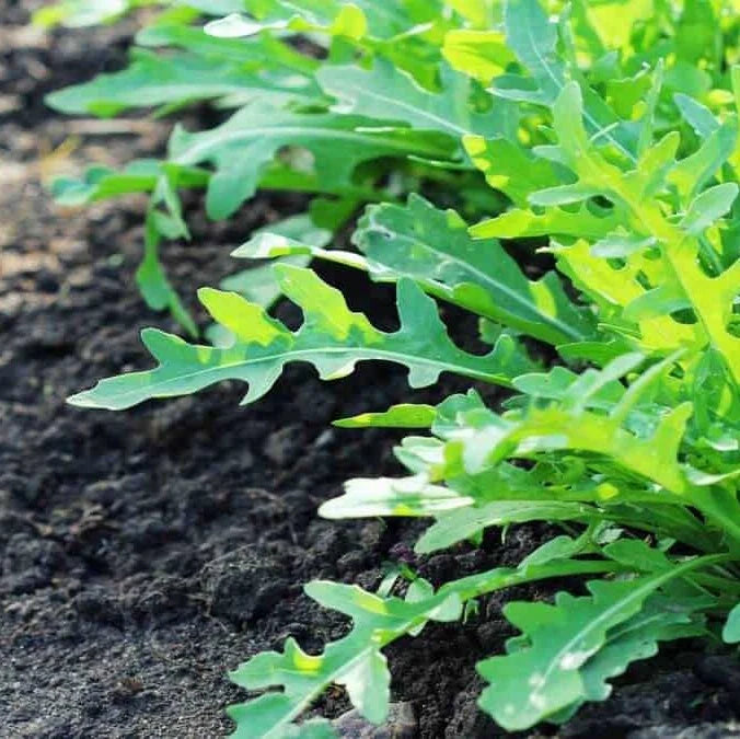 Semințe de Rucola , 7 gr