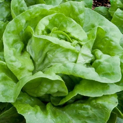 Semințe de Salată "Dariuca" , 3g