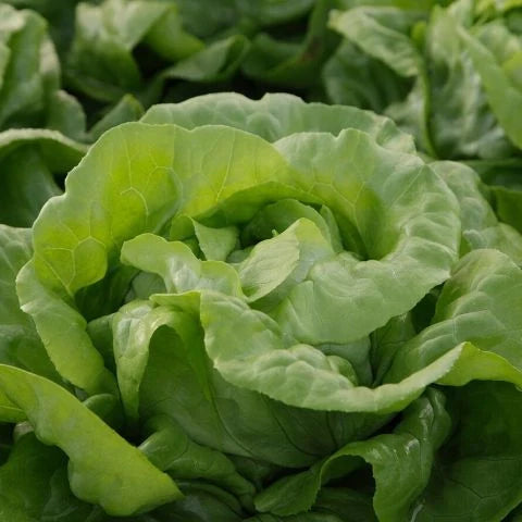 Semințe de Salată "Ileana" , 1g