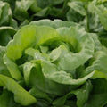 Semințe de Salată "Ileana" , 1g