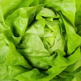 Semințe de Salată "Ileana" , 1g