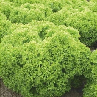 Semințe de Salată Lollo Bionda , 2g
