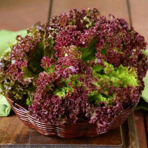 Semințe de Salată "Lollo Red" , 2g