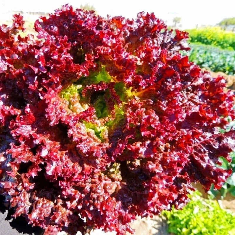 Semințe de Salată "Lollo Red" , 2g