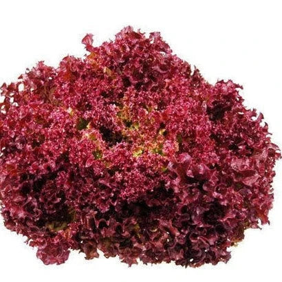 Semințe de Salată "Lollo Red" , 2g
