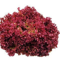 Semințe de Salată "Lollo Red" , 2g