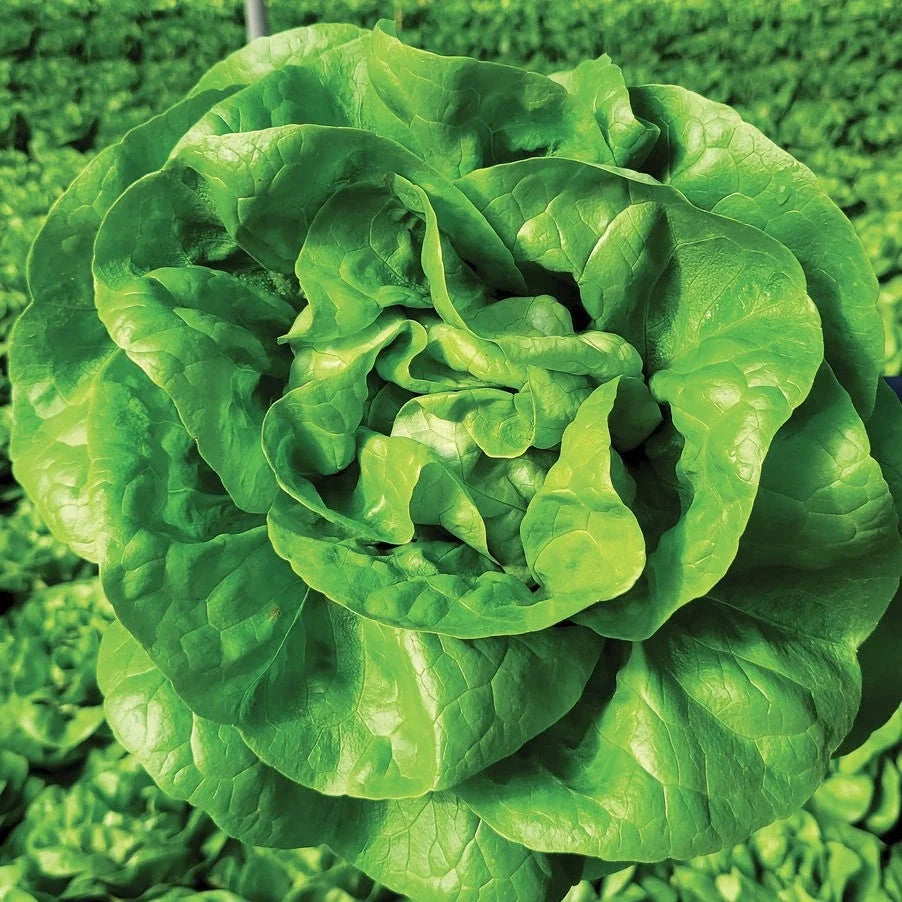 Semințe de Salată Verde "D'Inverno" 3 gr