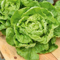 Semințe de Salată Verde "D'Inverno" 3 gr