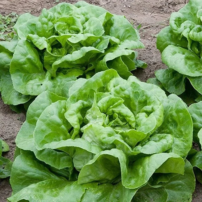 Semințe de Salată Verde "D'Inverno" 3 gr
