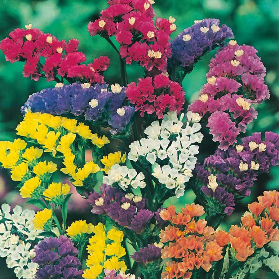 Seminte de Saraturica Melanj , 0.2 gr