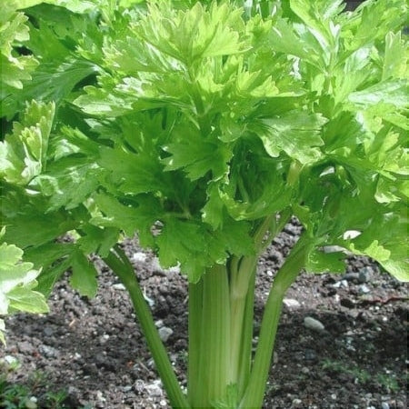 Seminte de Telina de Frunze