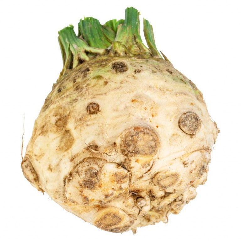 Seminte de Telina de Radacina "Giant Prague"