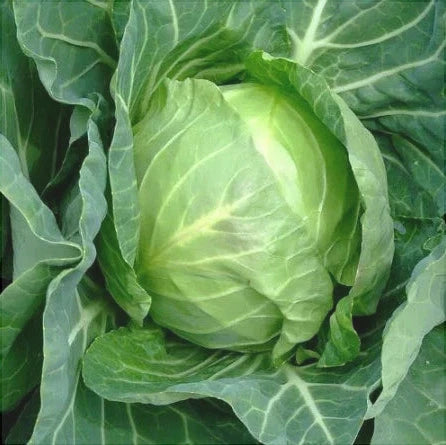 Seminte de Varza "Glory of Enkhuizen"