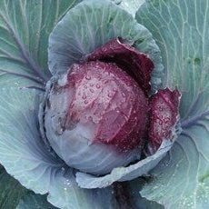 Seminte de Varza Rosie "Langedijker Bewaar 2"