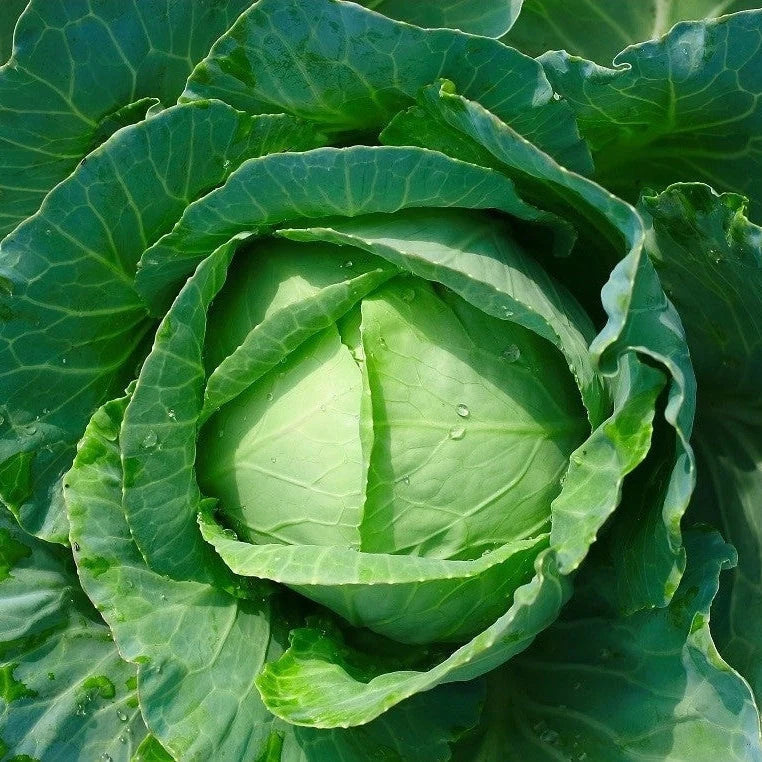 Semințe de Varză Timpurie "Golden Acre" , 5g