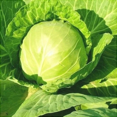 Semințe de Varză Toamnă "Amager" , 5g