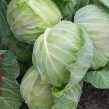 Seminte de Varza de Toamna "Istrita"