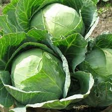 Semințe de Varză de Toamnă "Istrita" , 0,7g