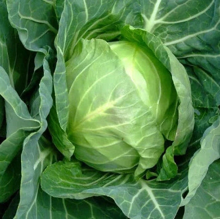 Seminte de Varza de Toamna "Muntenia"