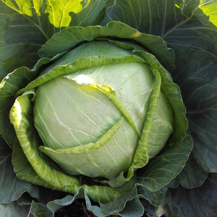 Semințe de Varză de Toamnă "Muntenia" , 0,7g