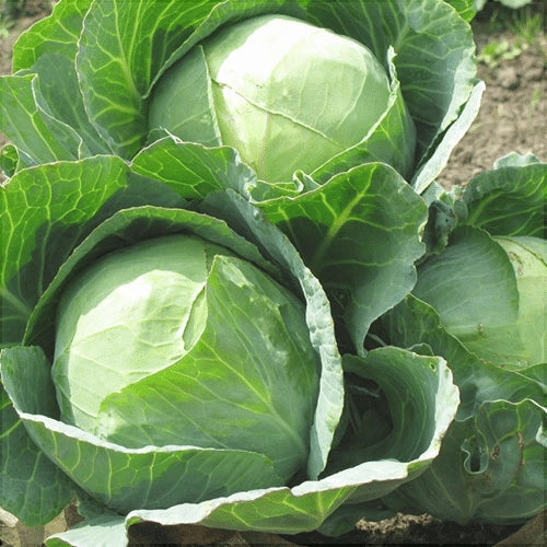 Semințe de Varză de Toamnă "Silviana" , 0,8g