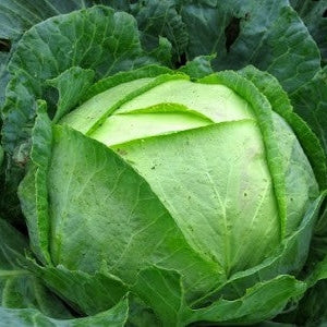 Seminte de Varza de Toamna de Buzau