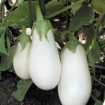 Seminte de Vinete "Bianca Di Imola"