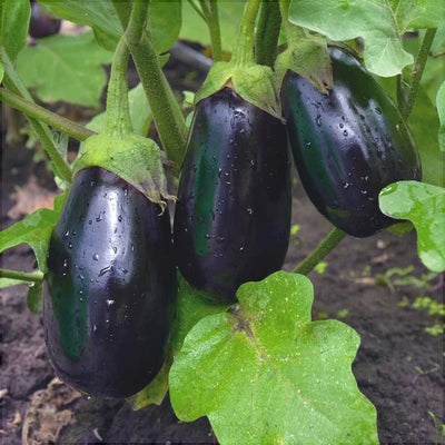 Semințe de Vinete Hibrid „Bonica”, 1g – semințe | Regatul Plantelor
