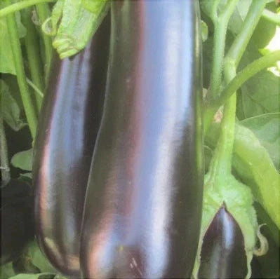 Seminte de Vinete Hibrid "Nite Lady", 0.1 gr