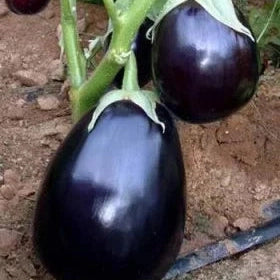 Seminte de Vinete Hibrid "Perfection", 1g