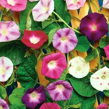 Seminte de Zorele Melanj