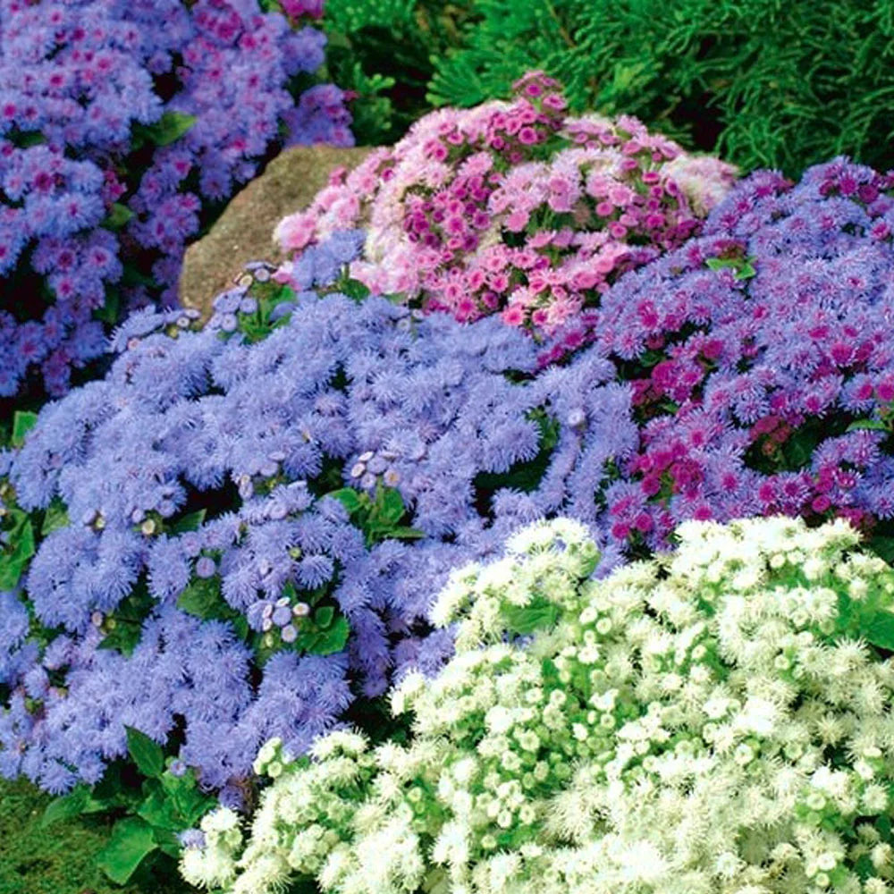 Semințe de Ageratum Mexicanum "Pufuleți"