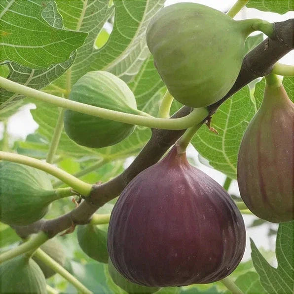 Smochin Pom "Black Mission"