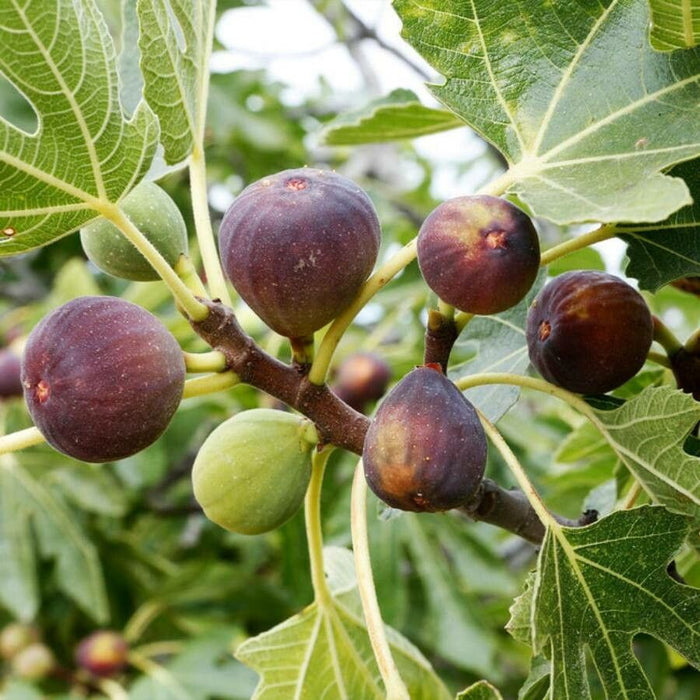 Smochin "Ficus carica Ronde " la Ghiveci, 1 Bucata