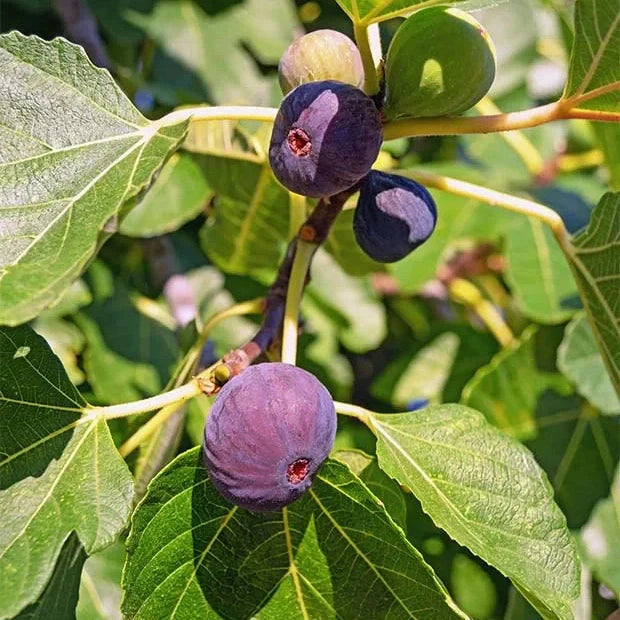 Smochin "Ficus carica Ronde " la Ghiveci