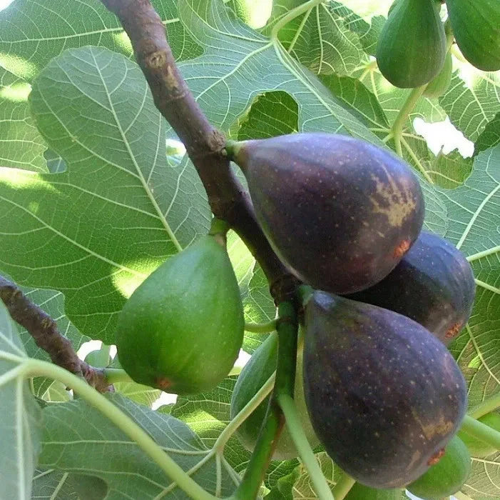 Smochin Pom "Noir de Caromb"