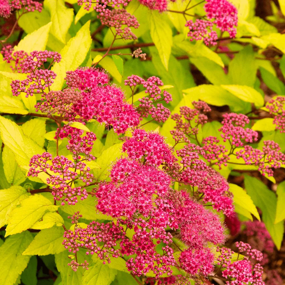 Spirea Aurie Glob  1 buc