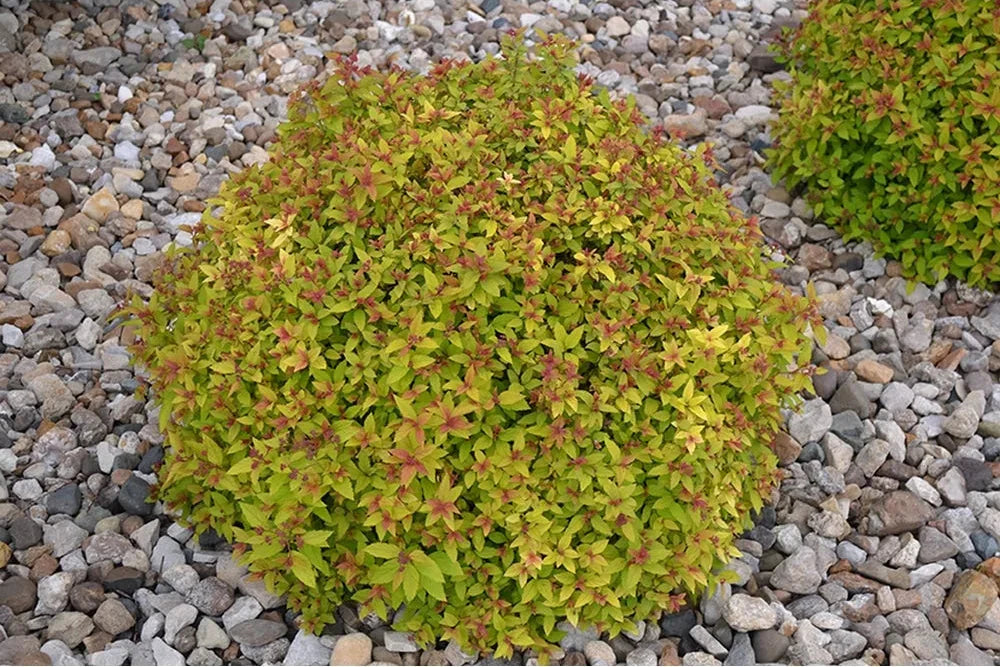 Spirea Aurie Glob  1 buc