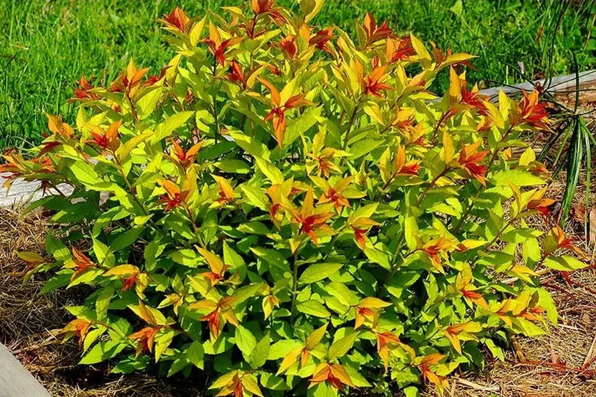 Spirea Aurie Glob  1 buc