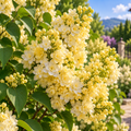 Liliac Syringa Vulgaris "Primrose”