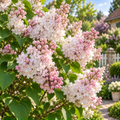 Liliac Syringa Vulgaris Alb-Roz