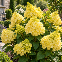 Hortensia Paniculata, Galbenă