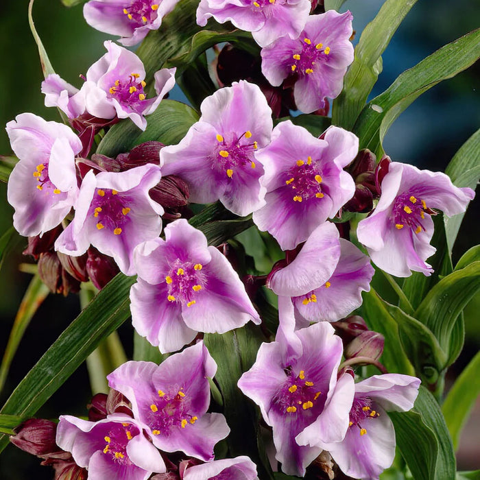 Telegraf "Tradescantia Bilberry Ice"