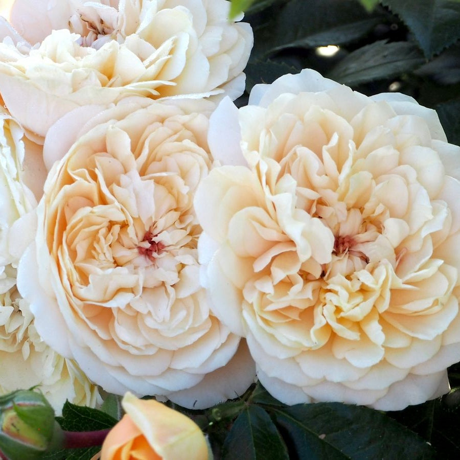 Trandafir "Avalanche", la Ghiveci 3L, Anul 2, 1 Bucata