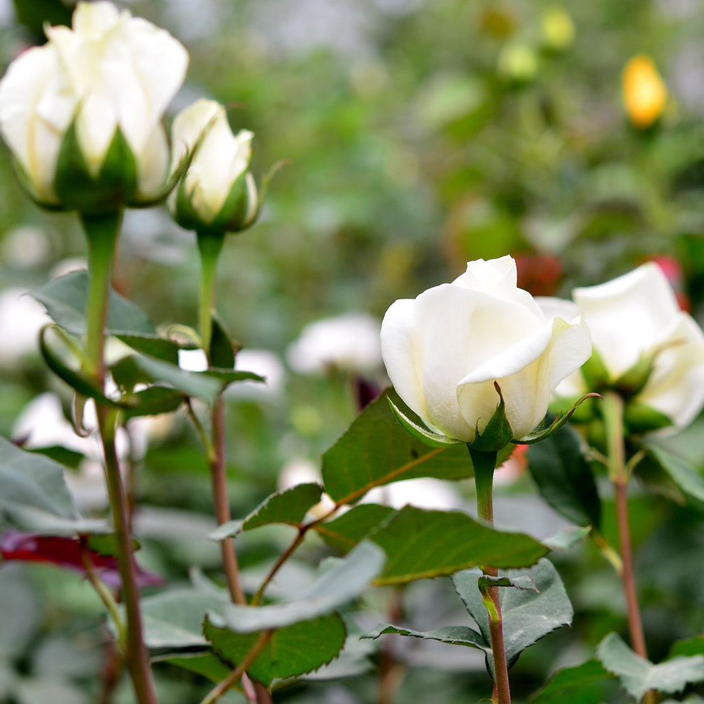 Trandafir "Avalanche", la Ghiveci 3L, Anul 2, 1 Bucata