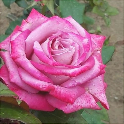 Trandafir Butas Teahibrid "Alinka", 1 Bucata