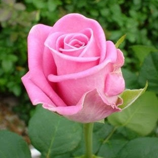 Trandafir Butas Teahibrid "Aqua", 1 Bucata